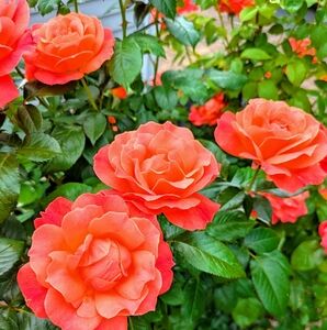 Meet your Posher, Kaitlyn